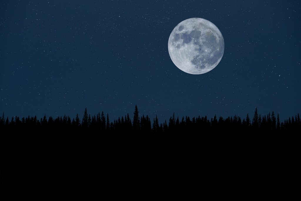 Super Moon Over the Night Forest