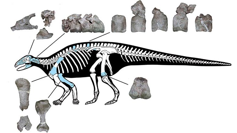 New Asia Armored Dinosaur Skeleton
