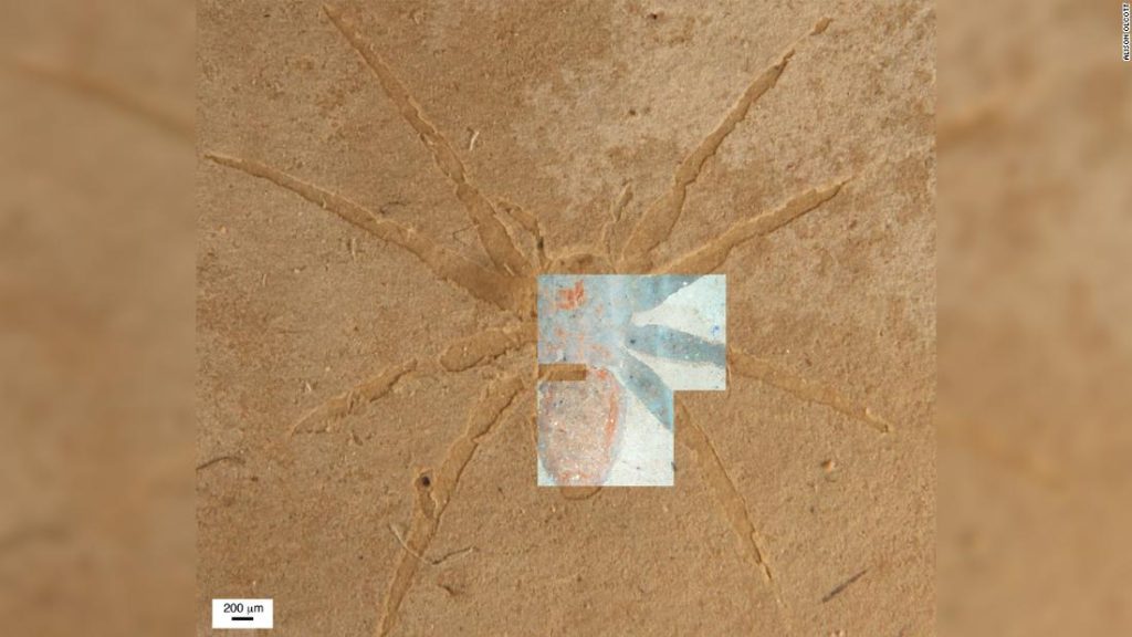 Scientists reveal the secret of how spider fossils form