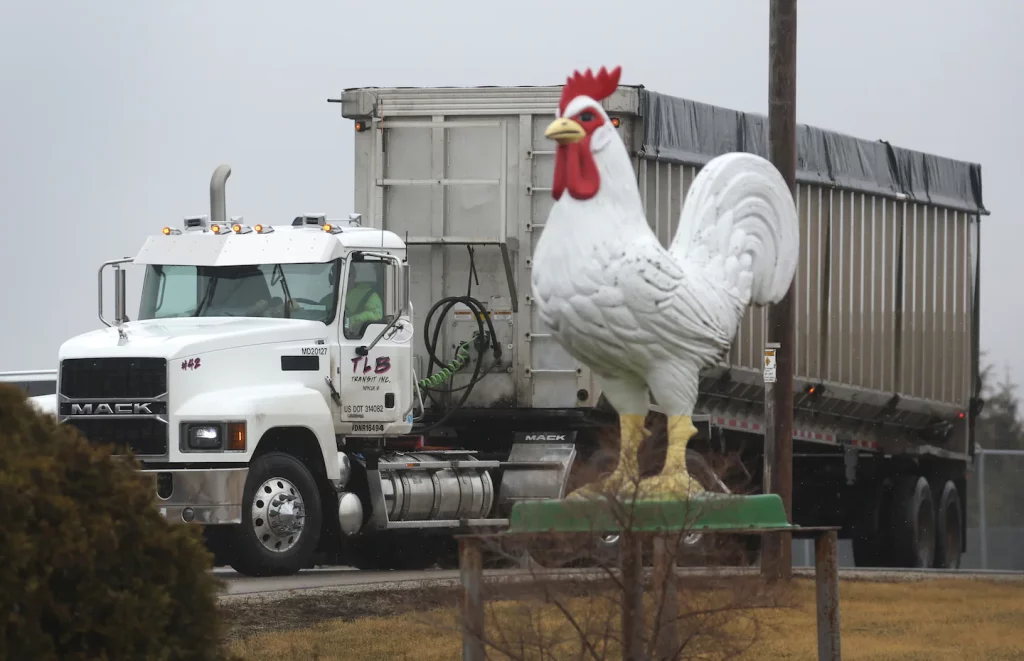 Bird flu has driven up egg prices across the United States