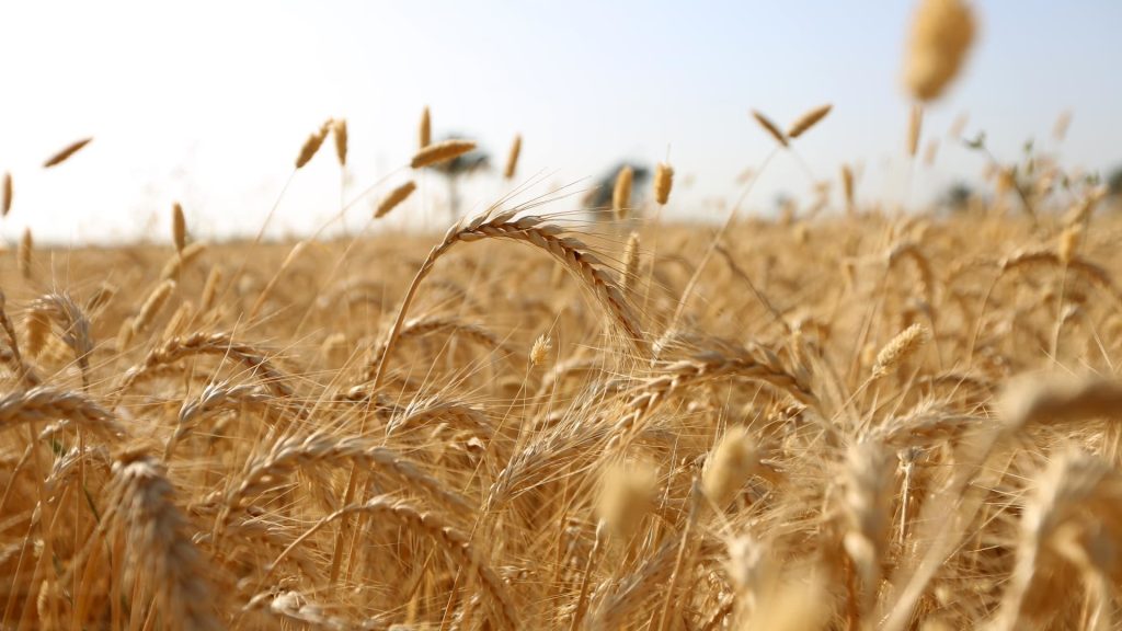 US and Europe to improve food chains after India banned wheat exports