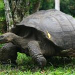 Creating the Ideal Environment for Your Pet Tortoise