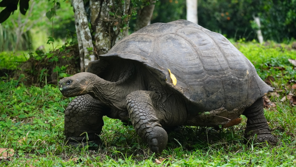 Creating the Ideal Environment for Your Pet Tortoise